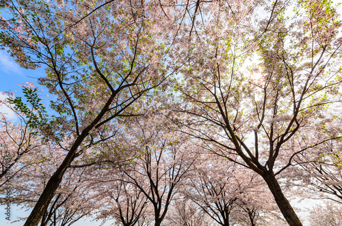 Wallpaper Mural 青空に映える桜 Torontodigital.ca