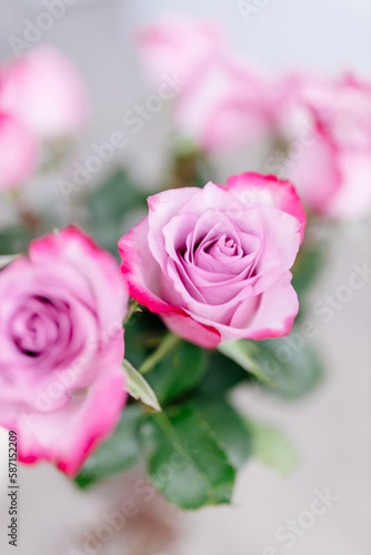 Bouquet of pink roses in light room. Flowers close up. Deep pink petal close up. Space for text