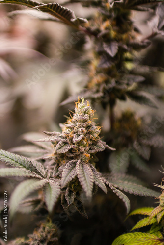 Cannabis  Weed  Marijuana plants growing in indoor farm