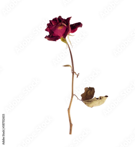 withered red rose isolated on transparent background.PNG file