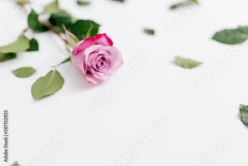 Pink rose and green leaves on white canvas. Space for text. Mock up