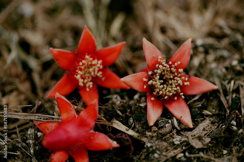 Red Star Flower