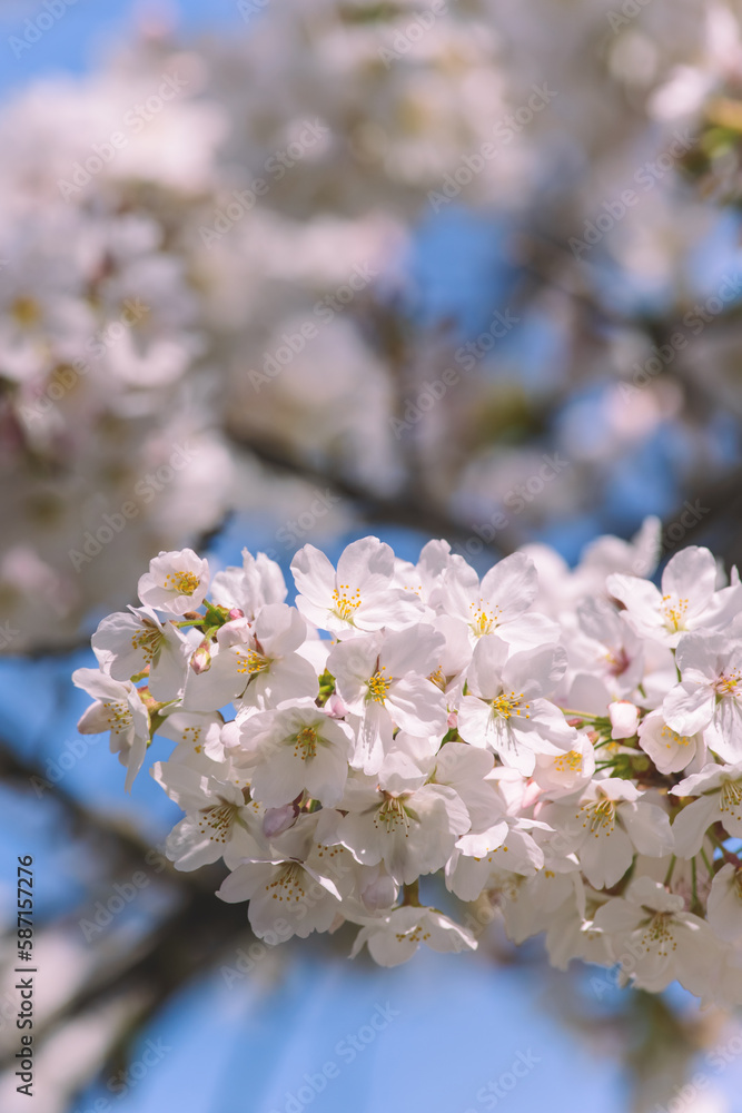 桜　淡い春のイメージ　