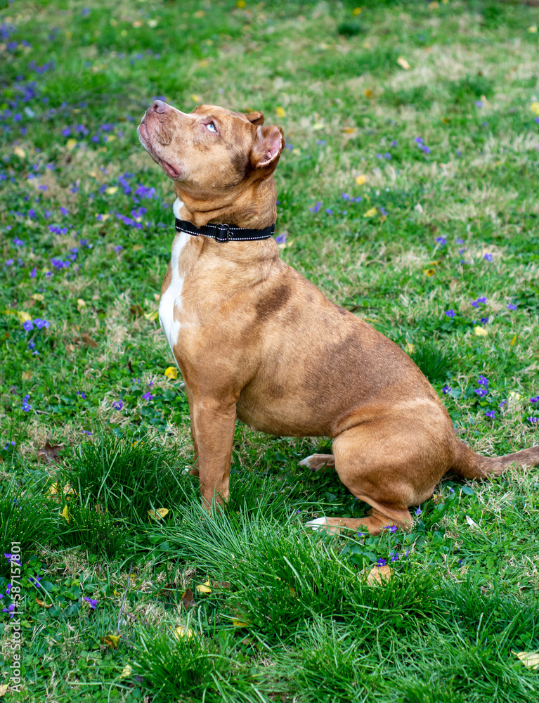 Staffordshire terrier dog side portrait in the grass
