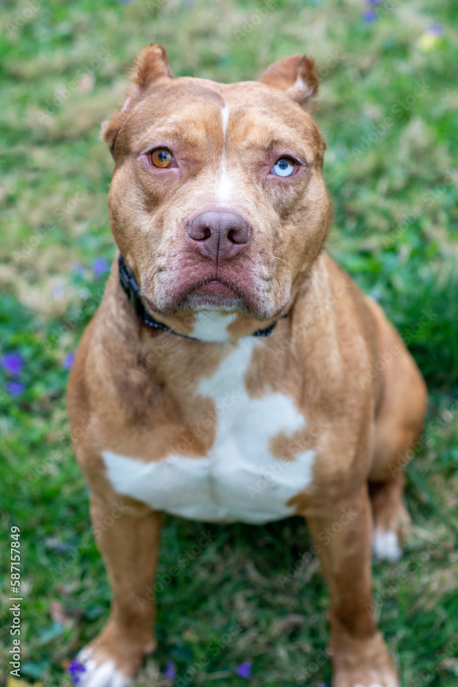 american staffordshire terrier dog close up