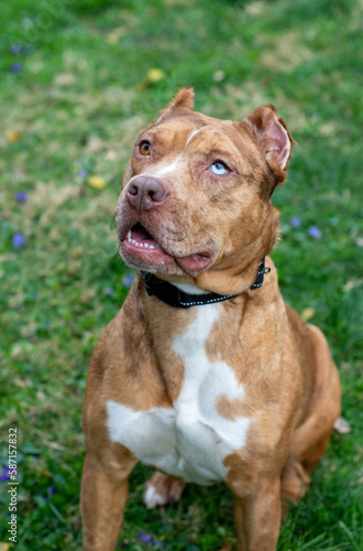 Obraz na płótnie american staffordshire terrier portrait w salonie