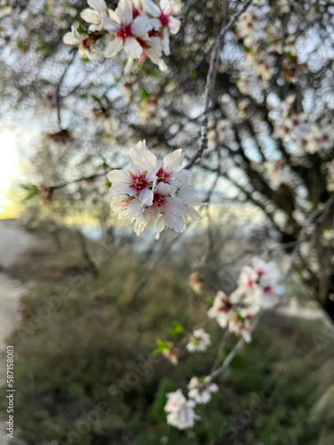 pink almond blossom