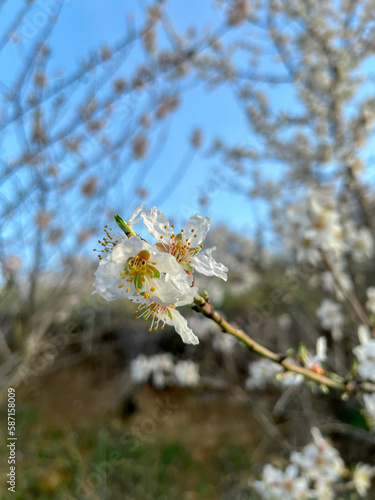 blooming almond tree