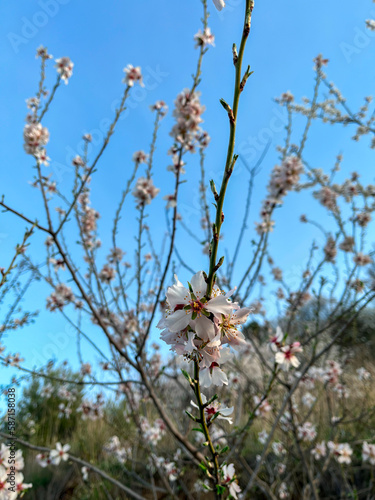 flowers and sky