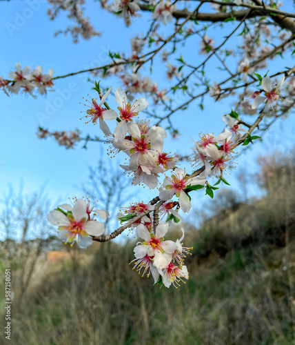 almond tree blossom