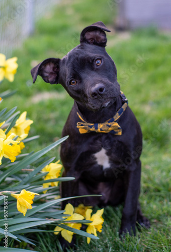 bow tie black Labrador boxer puppy with yellow flowers 