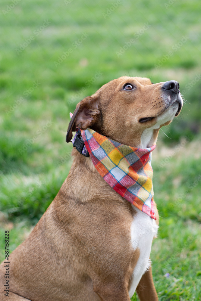 side portrait of a beagle mix dog with a bandana