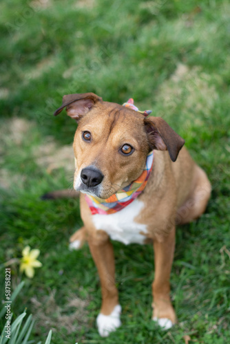 portrait of a beagle mix dog bandana 