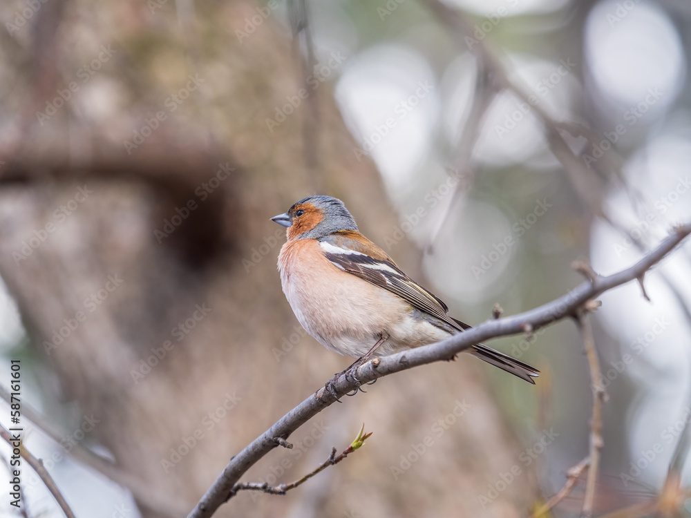 Common chaffinch, Fringilla coelebs, sits on a tree. Common chaffinch in wildlife. Common chaffinch, Fringilla coelebs, sits on a tree. Common chaffinch in wildlife.