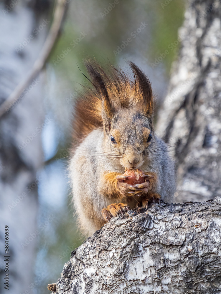 Fototapeta premium The squirrel with nut sits on a branches in the spring or summer.