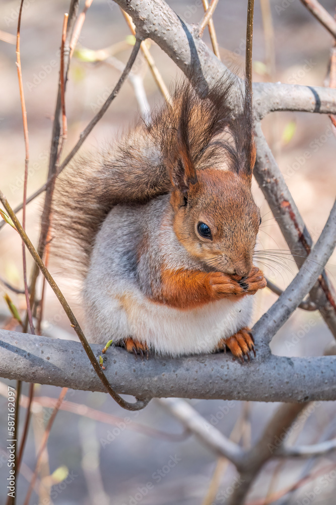Fototapeta premium The squirrel with nut sits on a branches in the spring or summer.
