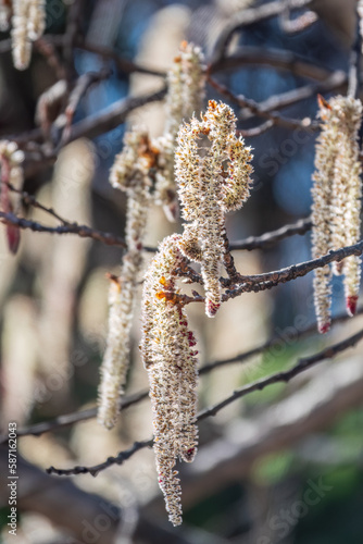 Backlit cluster of female European aspen or Quaking Aspen, Populus tremuloides, catkins, under the soft spring sun