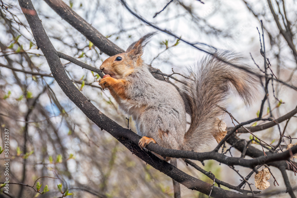 Fototapeta premium The squirrel with nut sits on a branches in the spring or summer.