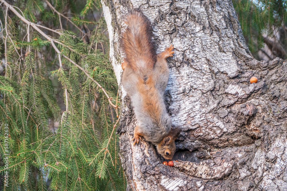 The squirrel with nut sits on a branches in the spring or summer. The squirrel with nut sits on a branches in the spring or summer.