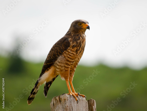 hawk looking for its prey in the amazon rainforest