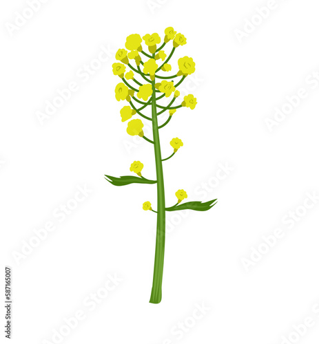 vector illustration of a yellow rape flower on a white background