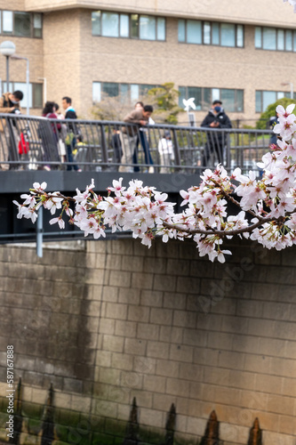 桜 photo