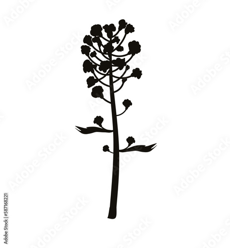 blooming brassica napus yellow flower, botany canola icon. Healthy food. Hand drawn illustration isolated on white background.