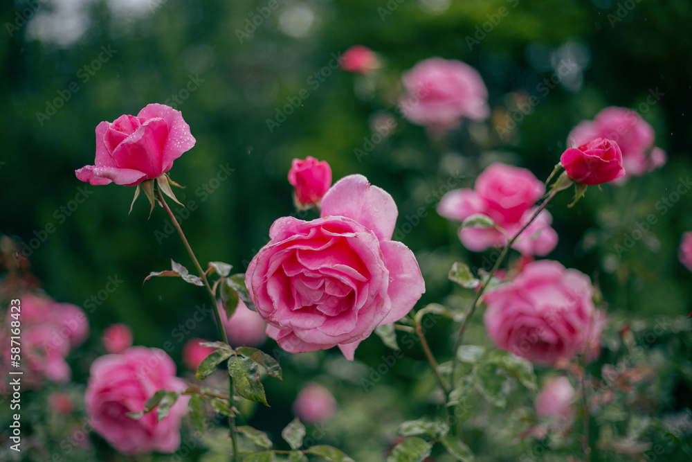 Pink Roses Pink Roses