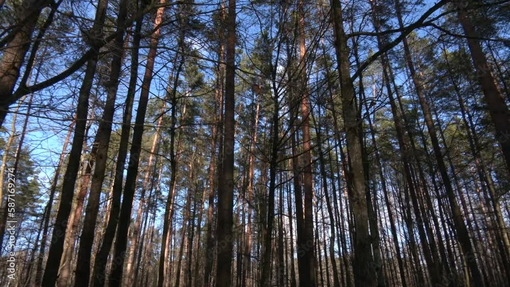 Looking up pine trees crowns branches in woods or forest. Tops of trees from ground view. Trees of green forest with sky view, looking up, up view, low angle shot.
Looking up pine trees crowns branches in woods or forest. Tops of trees from ground view. Trees of green forest with sky view, looking up, up view, low angle shot.