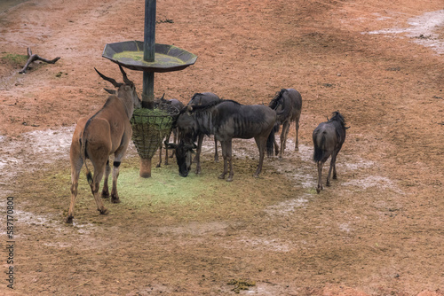 Antelope and wildebeests eating at the safari park