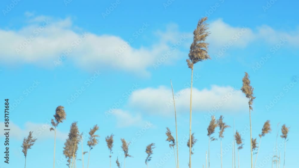 Golden common reeds (Phragmites australis) moving slow in the wind, blue sky and white clouds in background, shallow depth of field, medium handheld shot