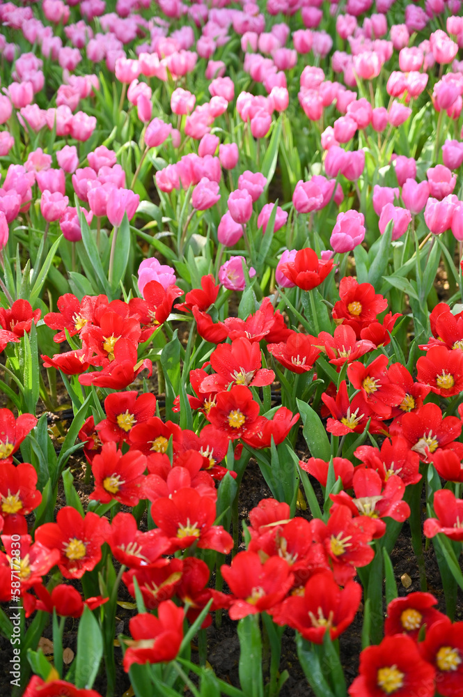 beautiful pink and red tulip in the garden