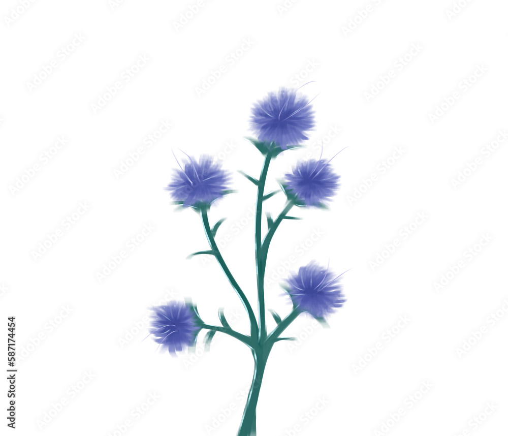 Obraz premium blue cornflower isolated on white background