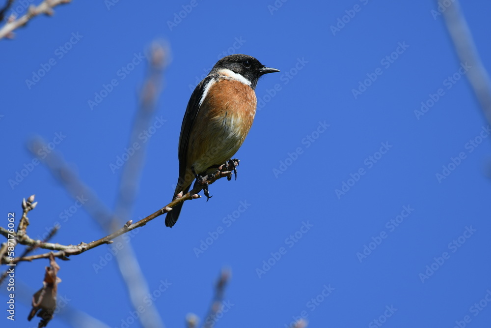 Fototapeta premium Tarabilla Comun