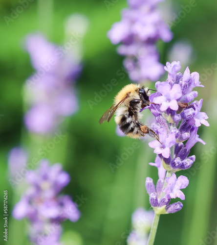 Working bee on lavender flower in summer garden © OLAYOLA