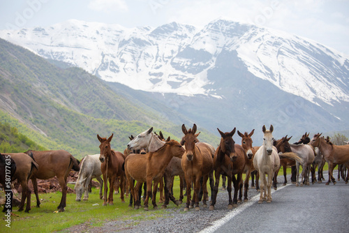 background snowy mountains and free horses, Cukurca, Hakkari