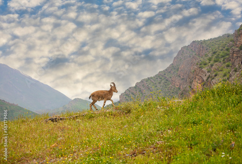 Ibex goat in the mountains