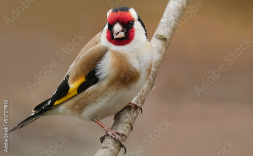 Obraz na plátne goldfinch
