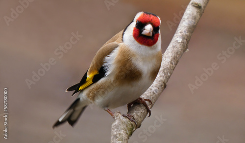 Fotografia goldfinch