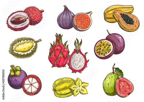 Tropical and exotic fruits. Isolated vector sketch of lychee, durian, mangosteen, fig, dragon fruit, carambola, papaya, passion fruit guava