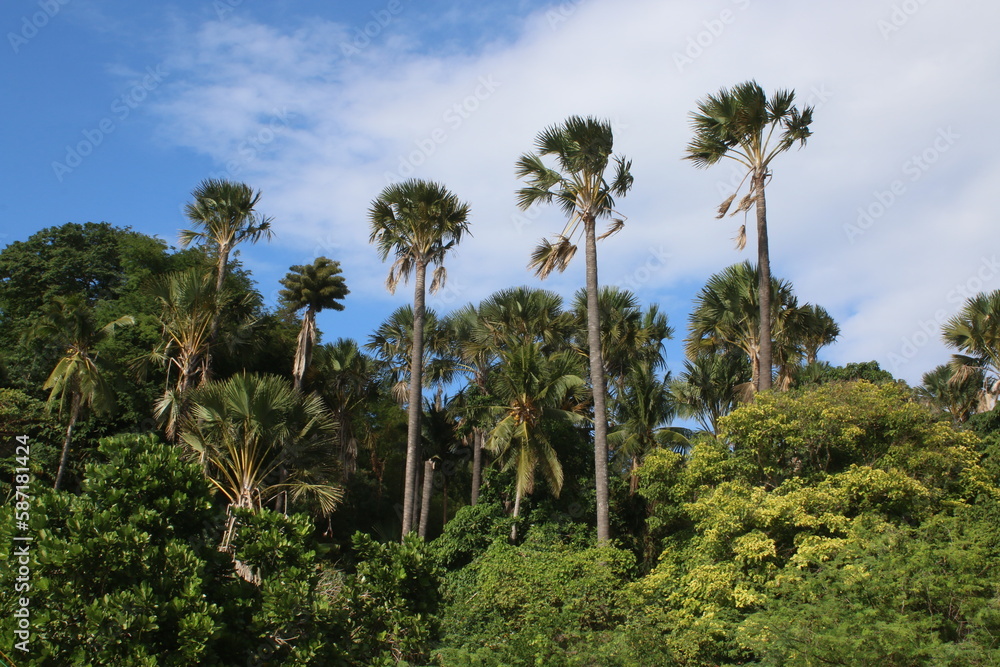 Coconut trees in the jungle. Long straight trunks of palm trees among the tropical rainforest.