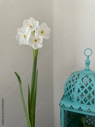 Paperwhites blooming with birdcage photo
