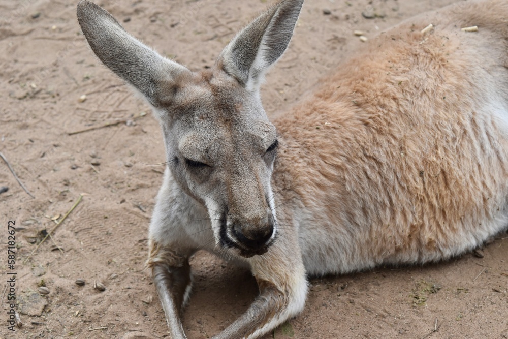 Kangaroo Kangaroo