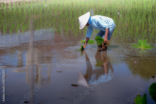 Asian woman planting rice in the field during rainy season in Yogyakarta, 10 February 2023 photo