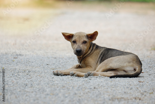 A Puppy laying on the ground with sunlight at background.
