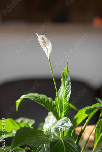 Close-up of white Spathiphyllum cochlearispathum, Spathiphyllum wallisii flower at home. Home gardening concept. photo