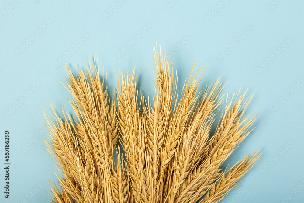 Wheat ears and rye on a blue pastel paper background. Top view, flat lay, copy space. Wheat ears and rye on a blue pastel paper background. Top view, flat lay, copy space.