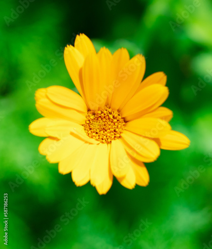 Beautiful orange flower in nature. Close-up.