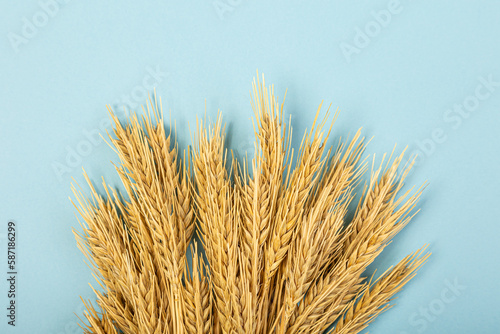 Wheat ears and rye on a blue pastel paper background. Top view, flat lay, copy space.