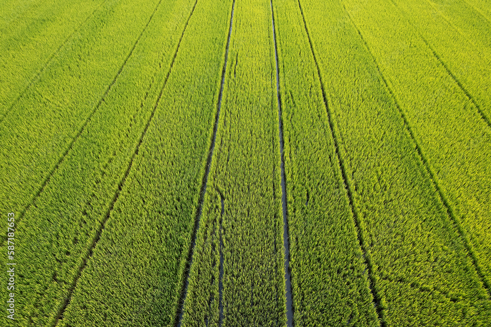 Aerial view of the green of yellow rice field. Aerial view of the green of yellow rice field.